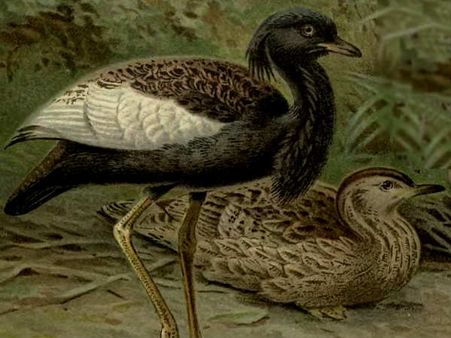 Orang National Park, Assam