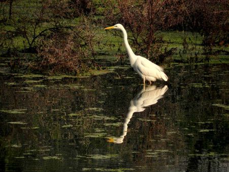 Keoladeo National Park, Bharatpur, Rajasthan