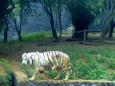 Vandalur Zoo