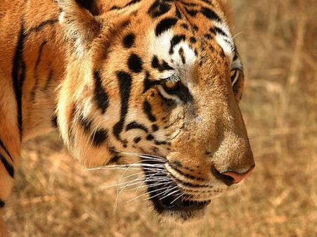 Wildlife Tourism Wildlife Tourism