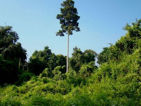 Hollongapar Gibbon Wildlife Sanctuary