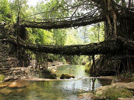 Living Root Bridges 