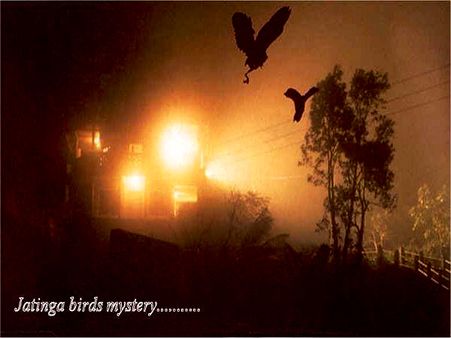 Jatinga Bird Mystery