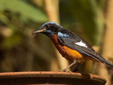 Dandeli Wildlife Sanctuary