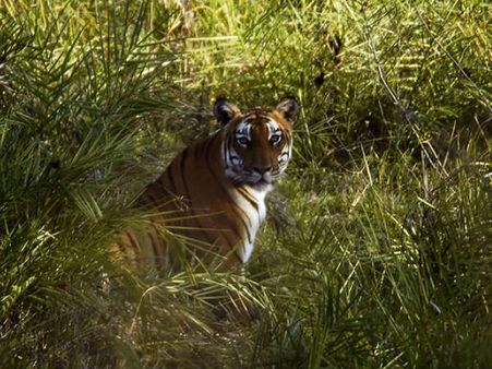 A drive through the Bandipur forests