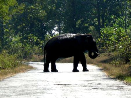 Nagarhole National Park