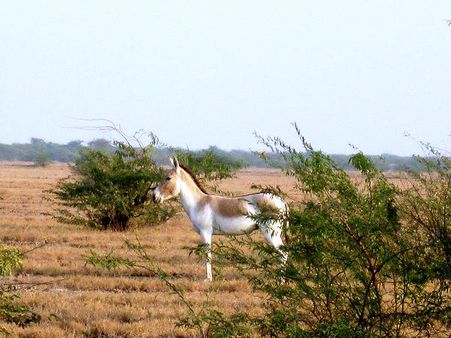 Little Rann Wild Ass Sanctuary in Kutch