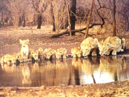 Gir National Park