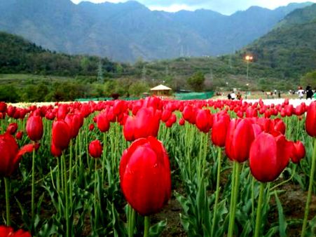 Indira Gandhi Tulip Garden in Srinagar
