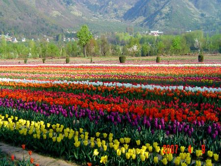 The Tulip Festival in Srinagar