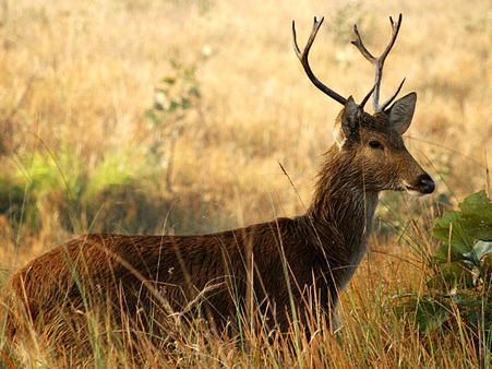 10. The Kanha National Park