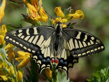 Great himalayan National Park, Kullu