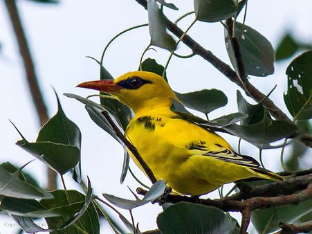 Vedanthangal Bird Sanctuary