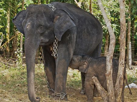 Sakrebailu Elephant Camp