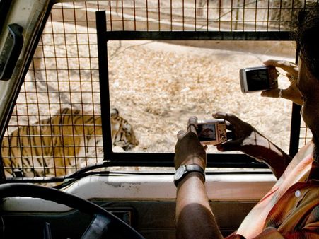 Tiger and Lion Safari