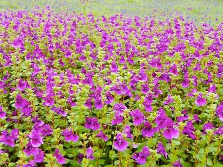 Kaas Plateau