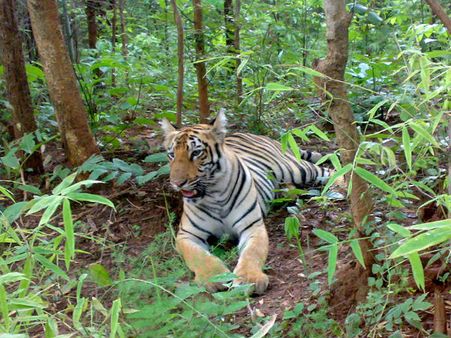 Tadoba Andhayri Tiger Project