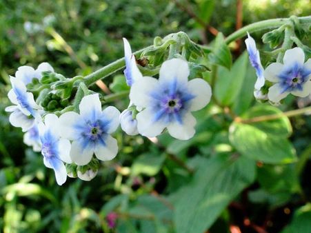 Kaas Plateau Conservation