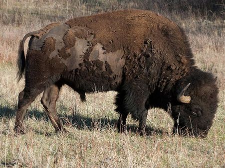 Indravati National Park