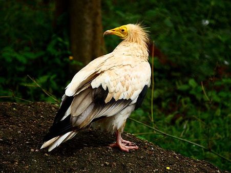 Indira Gandhi Zoological Park