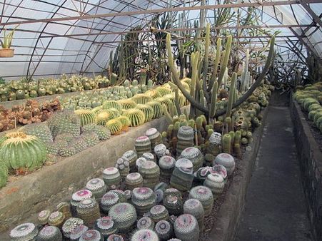 Cactus Nursery