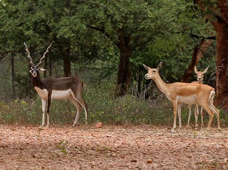 Mahavir Harina Vanasthali National Park