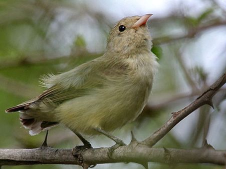 Mrugavani National Park