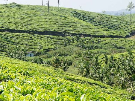 Plantation Walks and Trekking Trails