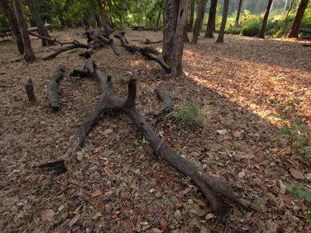 Vansda National Park Vansda National Park