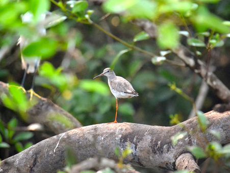 Dr. Salim Ali Bird Sanctuary