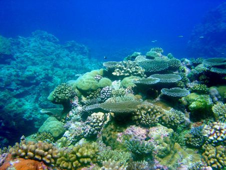 Lakshadweep Coral Reef