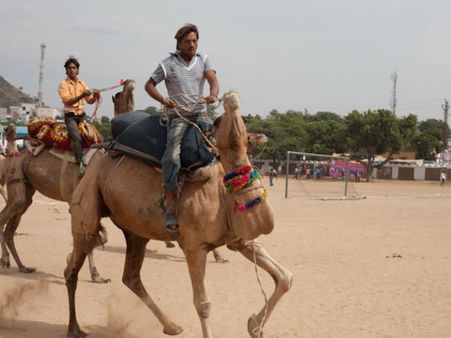 What Can You See At The Fair?