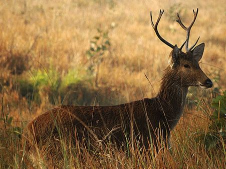 Kanha National Park