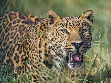 Kalatop Khajjiar Sanctuary