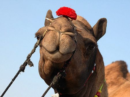 How to Reach Pushkar