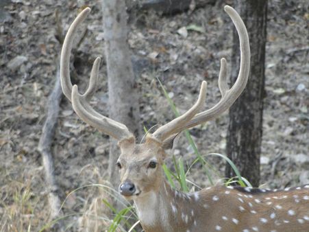 Pench National Park