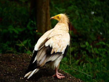 Indira Gandhi Zoological Park