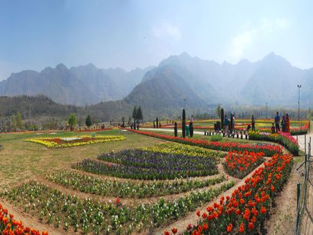 Tulip Garden
