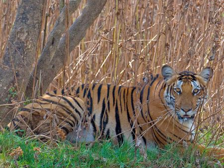 Nagarhole National Park