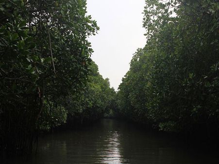 Pichavaram Mangrove Forest