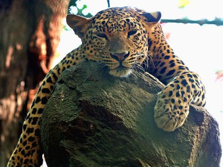 Bannerghatta – Wildlife 