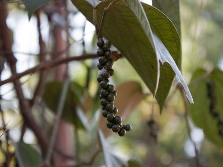 A Tour in the Spice Plantations