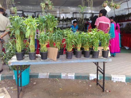 Plants For Sale 