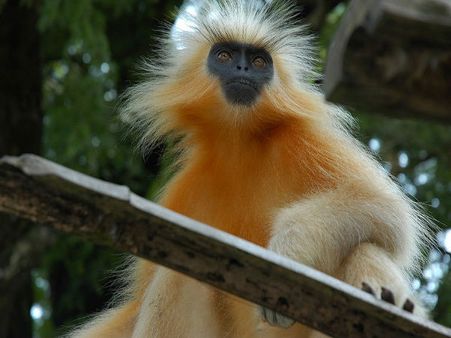The Land of Golden Langur
