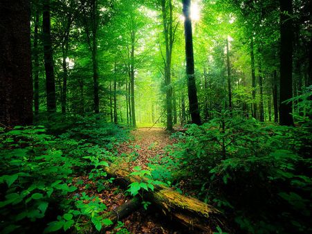 Nature's Wonder: The Silent Valley