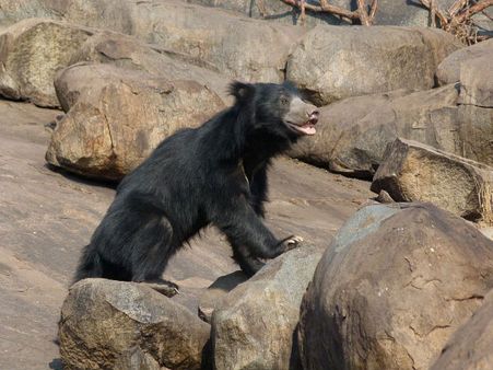 Daroji Sloth Bear Sanctuary Daroji Sloth Bear Sanctuary