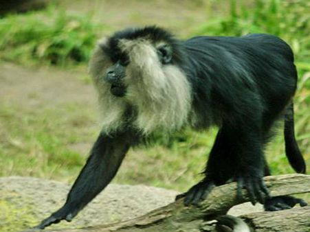 Sharavathi Valley Wildlife Sanctuary Sharavathi Valley Wildlife Sanctuary