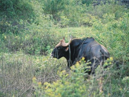 Bhadra Wildlife Sanctuary Bhadra Wildlife Sanctuary