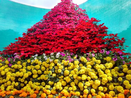 A Show of Flowers A Show of Flowers