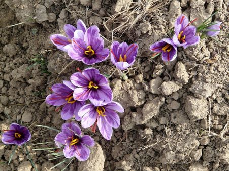 The Saffron Town The Saffron Town